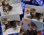 Кошки в Волгограде: Шотландские вислоухие котята Разнополые, Бесплатно - фото 6