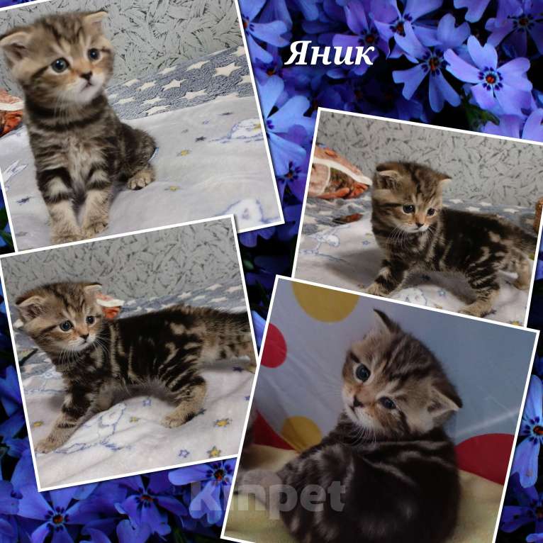 Кошки в Волгограде: Шотландские вислоухие котята Разнополые, Бесплатно - фото 6