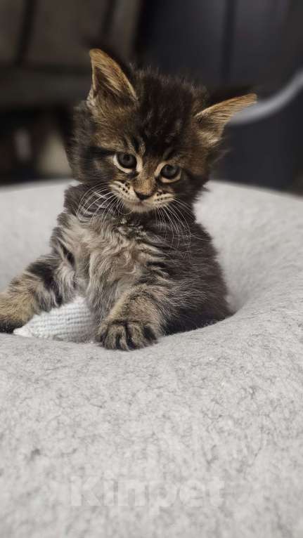 Кошки в Санкт-Петербурге: Котята мэйнкунов Мальчик, 30 000 руб. - фото 6