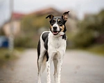 Собаки в Химках: Элис ищет дом Девочка, Бесплатно - фото 2