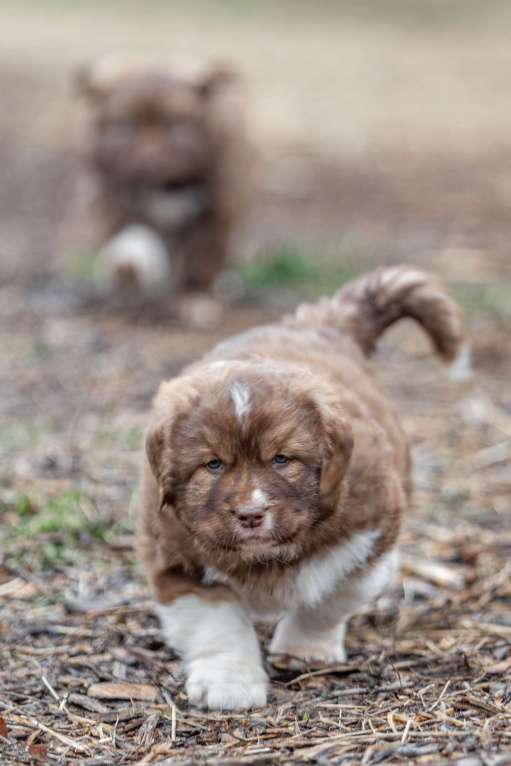 Собаки в Рязани: Щенок болгарской овчарки, собака для охраны Мальчик, 70 000 руб. - фото 2