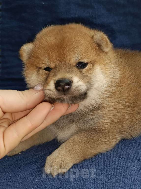 Собаки в Сертолово: Сука сиба Девочка, 25 000 руб. - фото 5