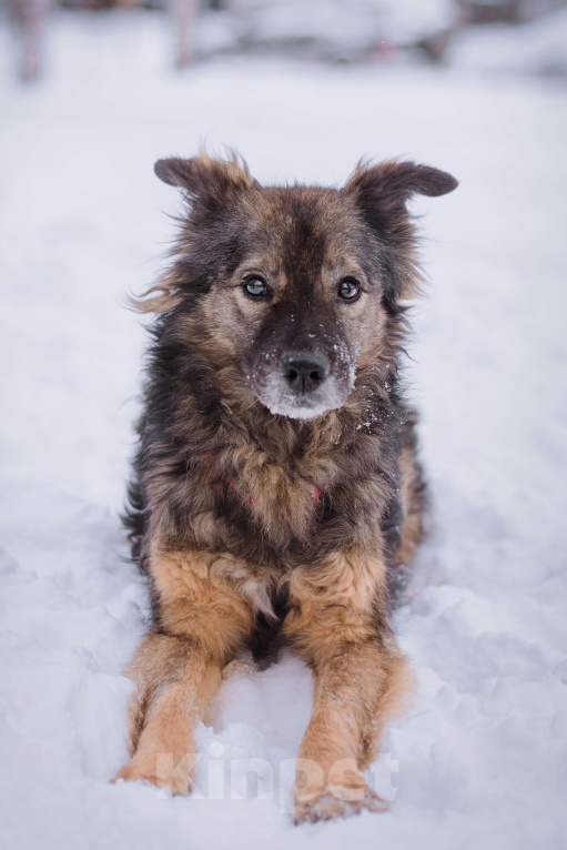 Собаки в Москве: Айва Девочка, Бесплатно - фото 2