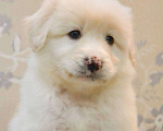 Собаки в Москве: Белая Швейцарская Овчарка щенок  Мальчик, 5 000 руб. - фото 2