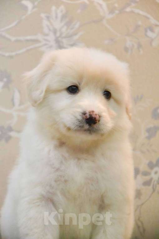 Собаки в Москве: Белая Швейцарская Овчарка щенок  Мальчик, 5 000 руб. - фото 2