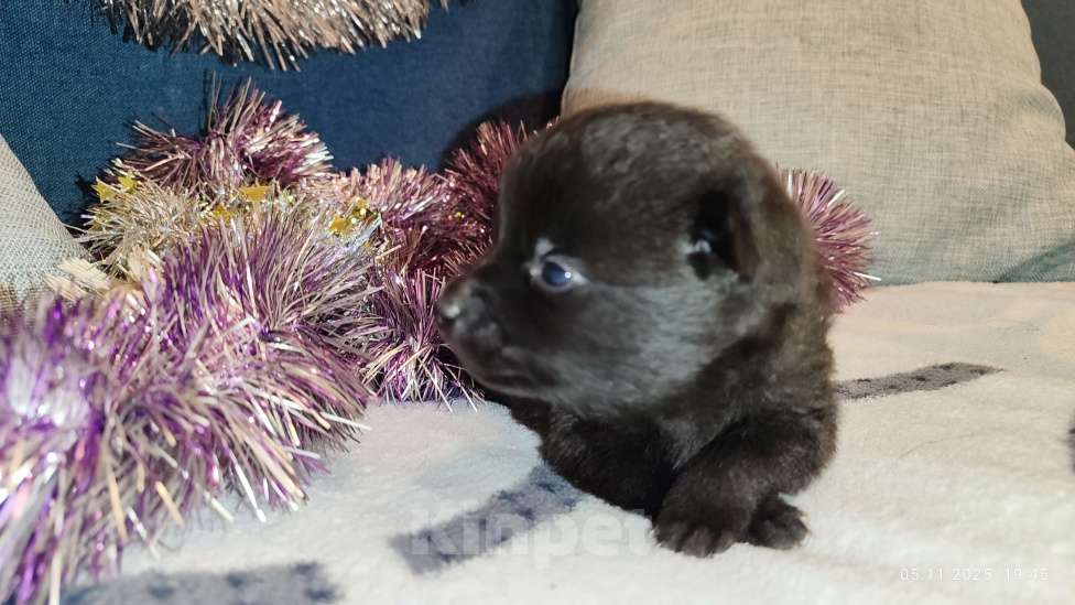 Собаки в Раменском: Щенки шипперке от титулованных родителей в домашних условиях (Розовая) Девочка, 80 000 руб. - фото 3