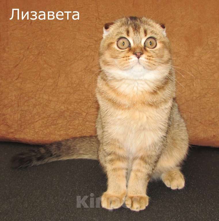Кошки в Санкт-Петербурге: шотландская кошечка фолд Девочка, 35 000 руб. - фото 1