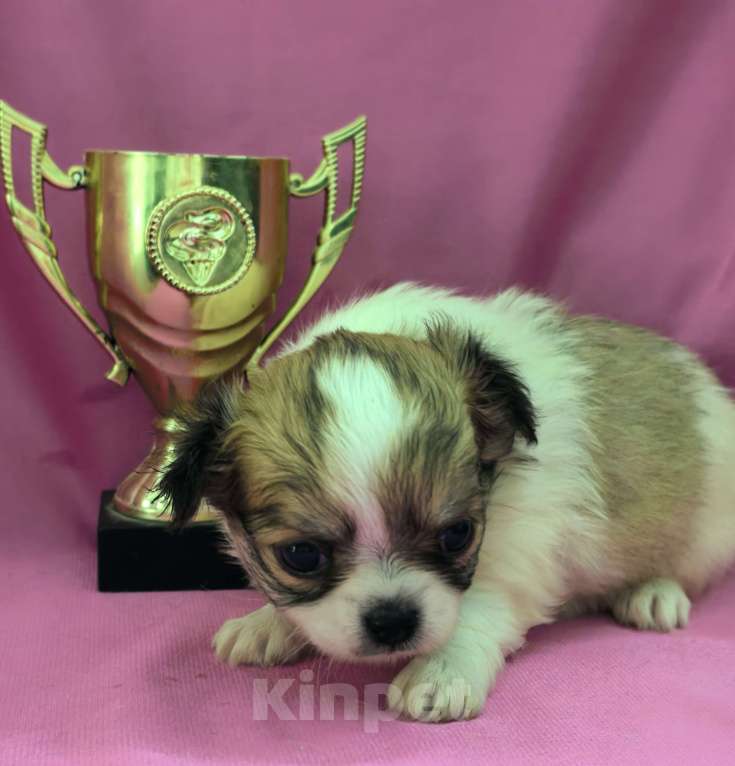 Собаки в Москве: Девочка чихуахуа длинношёрстная Девочка, 45 000 руб. - фото 6