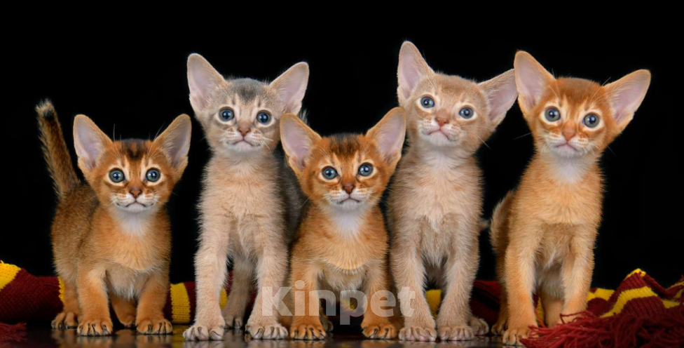 Кошки в Ставрополе: Абиссинский котенок шоу Девочка, 160 000 руб. - фото 3