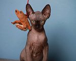 Кошки в других городах Московской области: Продаю котят канадского сфинкса Мальчик, 23 000 руб. - фото 1