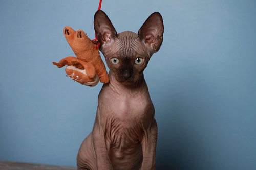 Продаю котят канадского сфинкса