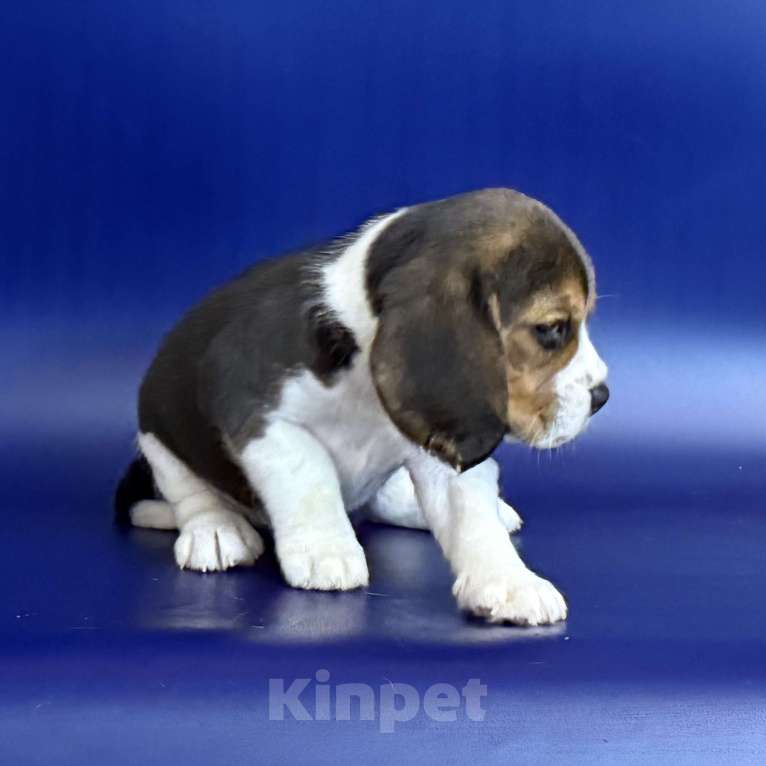 Собаки в Уфе: Щенок породы бигль девочка Девочка, 45 000 руб. - фото 2