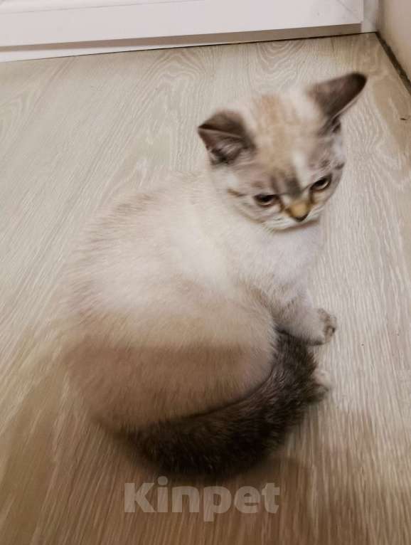 Кошки в Москве: Шотландские котята  Девочка, 10 000 руб. - фото 3