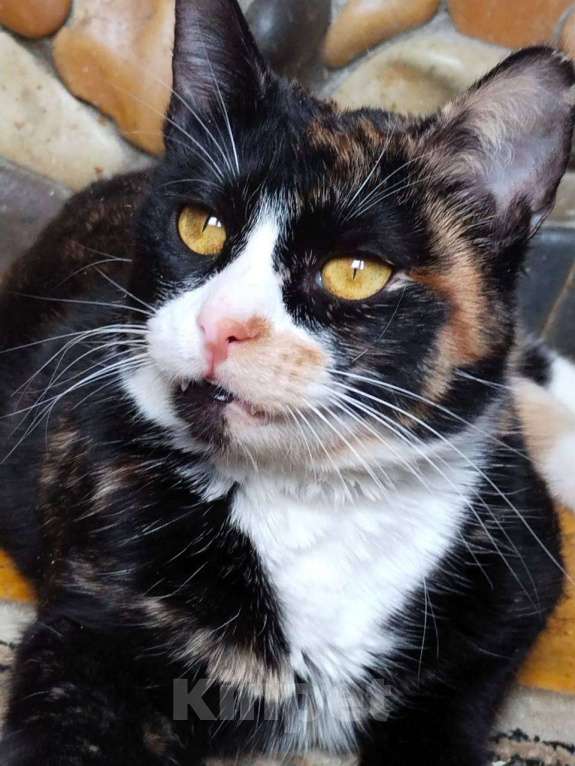 Кошки в Москве: Кошечка домой Девочка, Бесплатно - фото 1