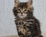 Кошки в Екатеринбурге: котята мейкун Мальчик, 35 000 руб. - фото 2