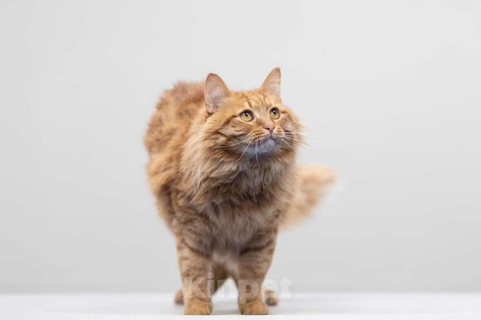 Кошки в Москве: Крыжовник Мальчик, Бесплатно - фото 2