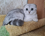 Кошки в Москве: Скоттиш фолд кошечка Ника Девочка, 55 000 руб. - фото 1
