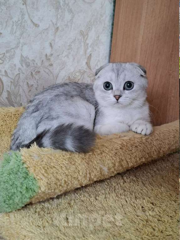 Кошки в Москве: Скоттиш фолд кошечка Ника Девочка, 55 000 руб. - фото 1