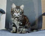 Кошки в Москве: Сибирский котенок Девочка, 98 000 руб. - фото 2