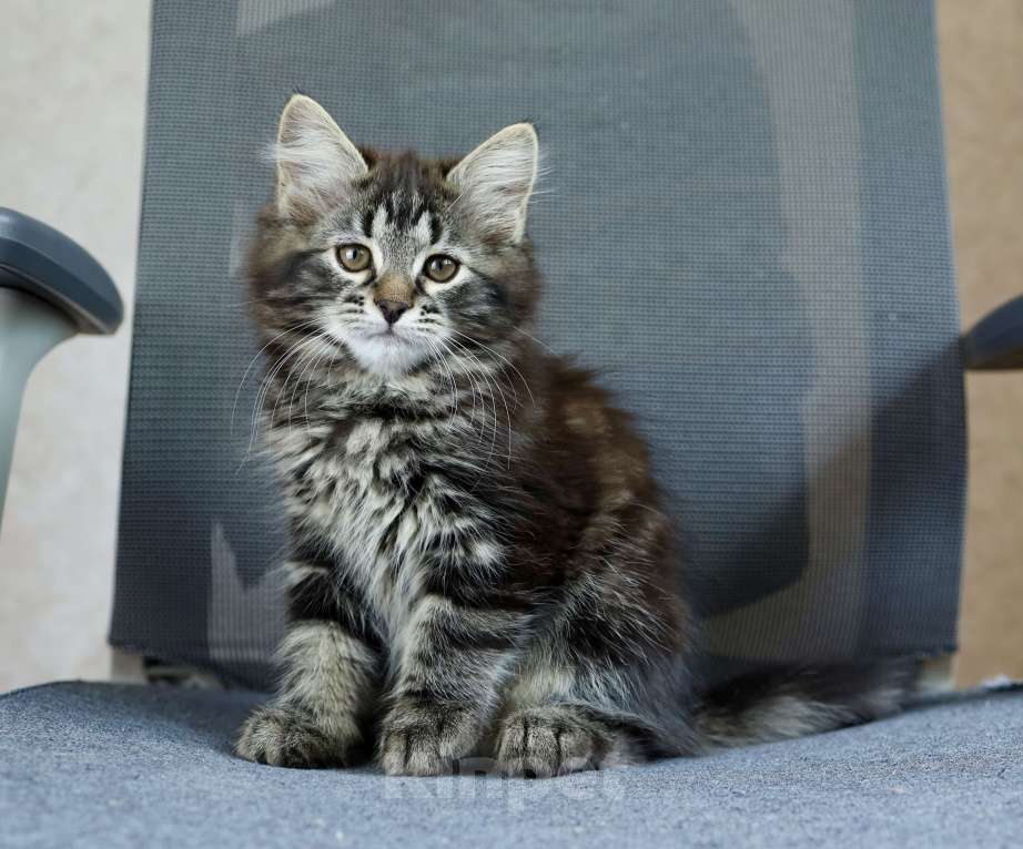 Кошки в Москве: Сибирский котенок Девочка, 98 000 руб. - фото 2