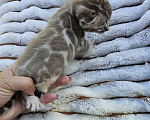 Кошки в Москве: Бенгальский котенок  Мальчик, 45 000 руб. - фото 2
