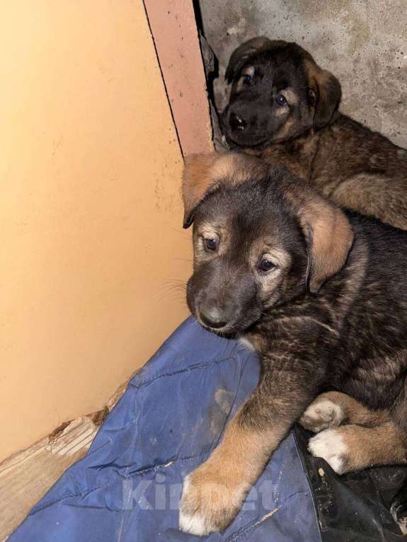 Собаки в Москве: Щенок девочка 2 мес ищет семью Девочка, Бесплатно - фото 2
