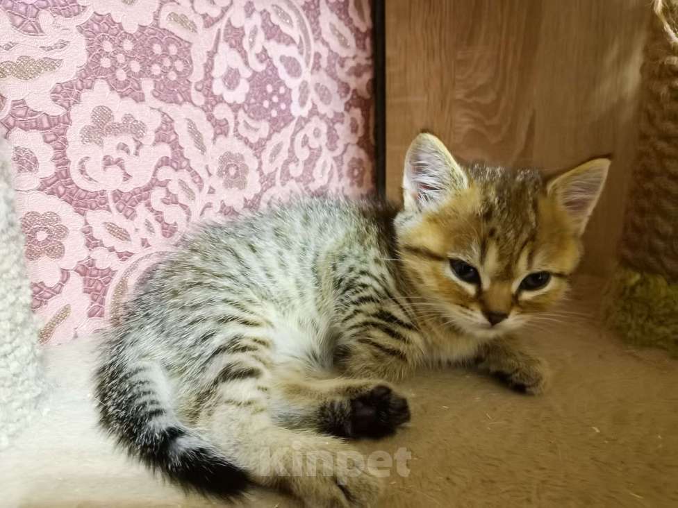 Кошки в Москве: Британские девочки и мальчики  Мальчик, 10 000 руб. - фото 2