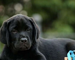 Собаки в Кемерово: Продаются высокопородные шикарные щенки лабрадора  Девочка, 50 000 руб. - фото 2