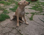 Собаки в Калуге: Метис Амурчик в добрые ручки❤️❤️❤️ Мальчик, Бесплатно - фото 3