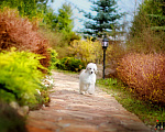 Собаки в Малоярославце: Малый пудель щенок Мальчик, Бесплатно - фото 3