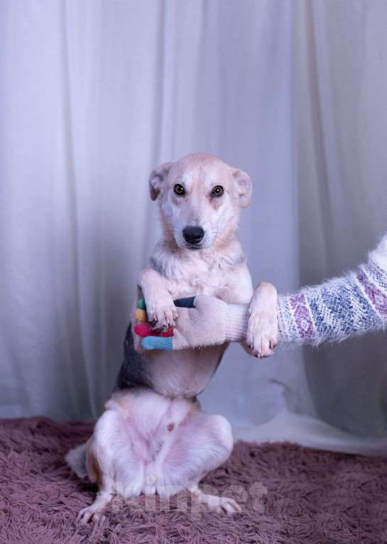 Собаки в других городах Московской области: Барри мальчик Мальчик, Бесплатно - фото 5