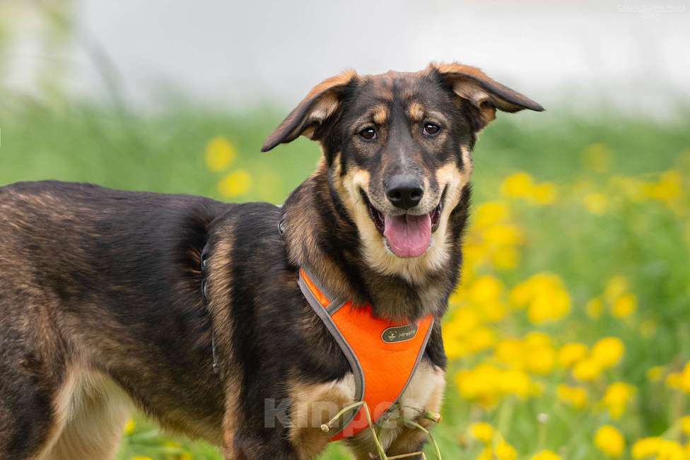 Собаки в Москве: Ариель - отмеченная на удачу Девочка, Бесплатно - фото 5