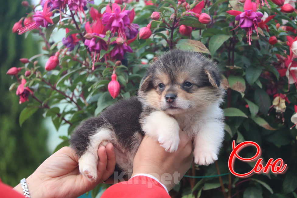 Собаки в Москве: Вельш Корги Пемброк  девочка Сью Девочка, 50 000 руб. - фото 7