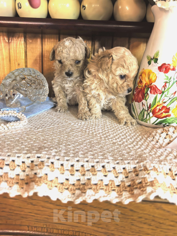 Собаки в Чехове: Продаем Мальтипу f1b Девочка, 80 000 руб. - фото 3