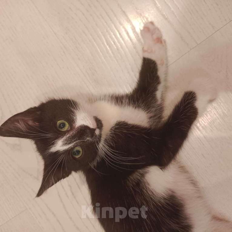 Кошки в Санкт-Петербурге: Отдам в добрые руки ❤️ Девочка, Бесплатно - фото 2