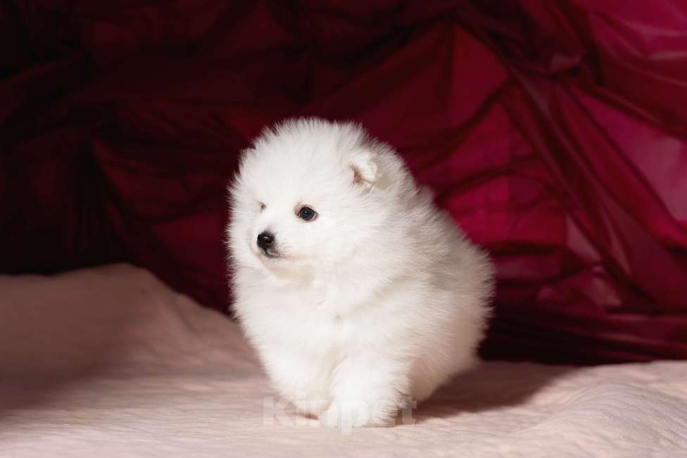 Собаки в Новосибирске: Щенки японского шпица Мальчик, 80 000 руб. - фото 4