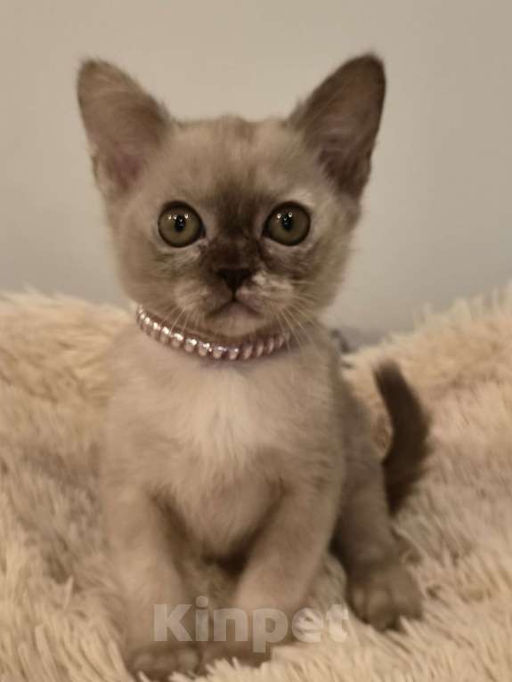 Кошки в Краснодаре: Шоколадные черепахи Девочка, Бесплатно - фото 3