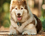 Собаки в Москве: Красивый пёс Мирон в добрые руки! Мальчик, 1 руб. - фото 1