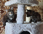 Кошки в Лянторе: Котенок мейнкун, 30 000 руб. - фото 5