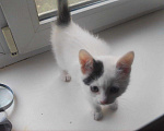 Кошки в Арзамасе: Чудный малыш, 10 руб. - фото 1