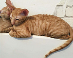 Кошки в Белокурихе: Котята корниш-рекс с документами, 13 000 руб. - фото 2