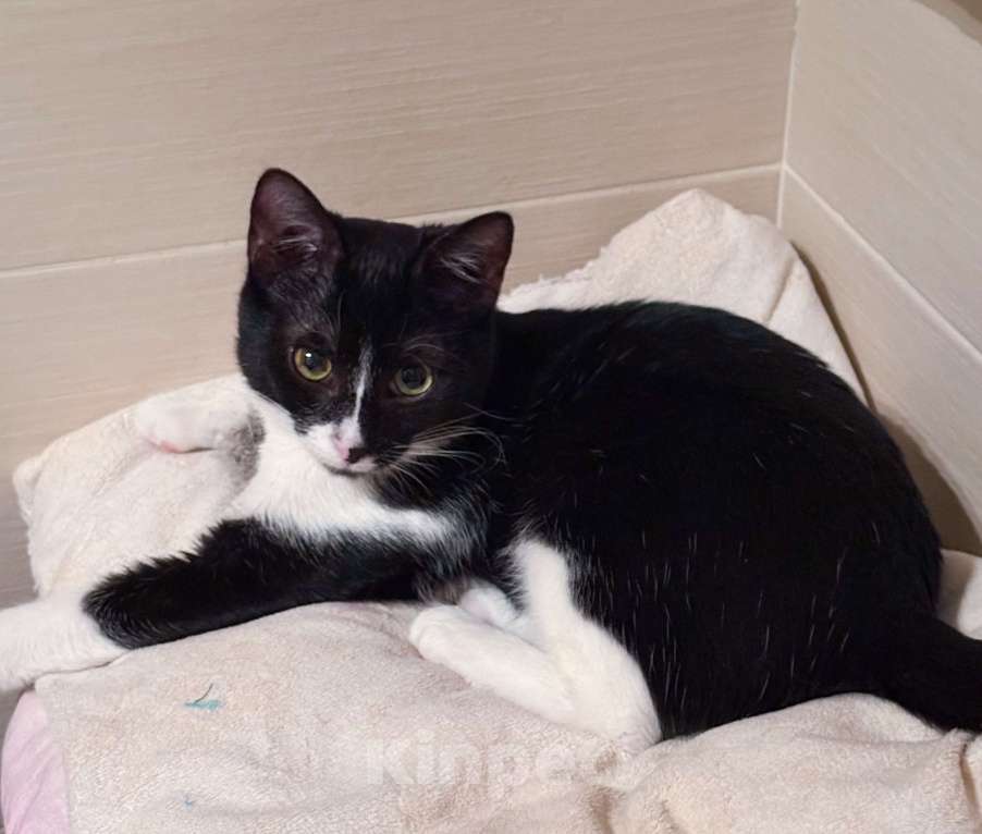 Кошки в Москве: Ватсон Обнимашкин ищет подходящего человека для совместных обниманий Мальчик, Бесплатно - фото 4