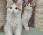 Кошки в Энгельс: Котята мальчики Мальчик, 50 000 руб. - фото 8