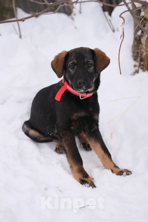 Собаки в Москве: Щенок девочка в добрые  Девочка, Бесплатно - фото 2
