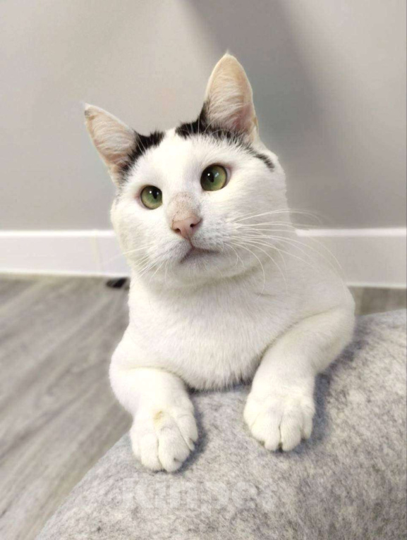 Кошки в Москве: Саввушка — будущая звезда интернета и вашей семьи! Мальчик, 888 руб. - фото 2