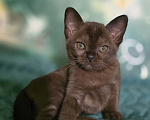 Кошки в Тюмени: Бурманский котенок Девочка, 25 000 руб. - фото 1