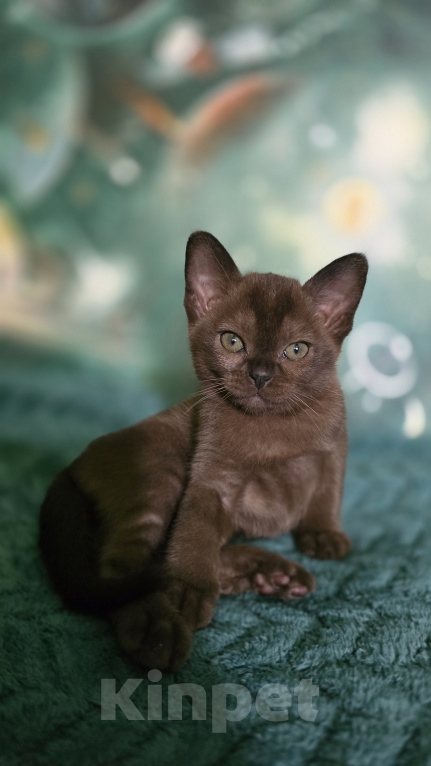 Кошки в Тюмени: Бурманский котенок Девочка, 25 000 руб. - фото 1