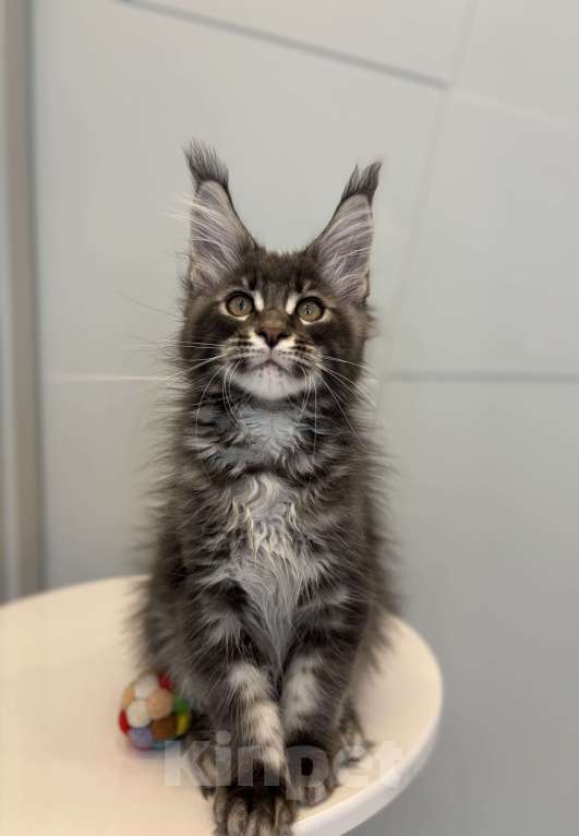 Кошки в Москве: Котик мейн-кун из питомника Status Joy Мальчик, Бесплатно - фото 2