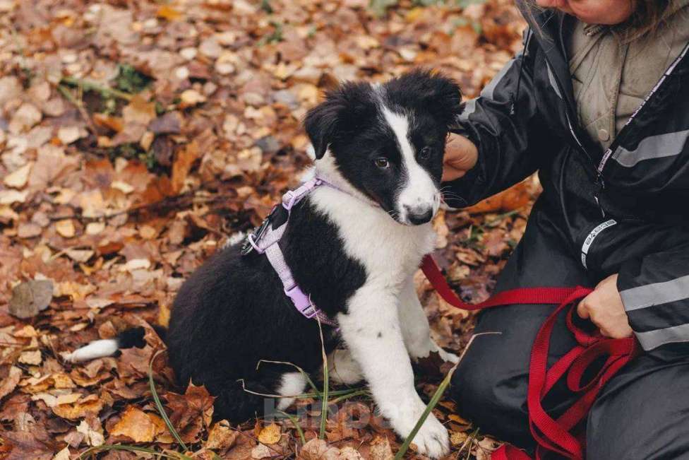 Собаки в Москве: Бомсу - мальчик, 2 месяца, ищет дом  Мальчик, Бесплатно - фото 7