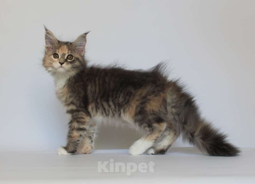 Кошки в Екатеринбурге: Дарьяна. Девочка. Мейн-кун Девочка, 35 000 руб. - фото 3